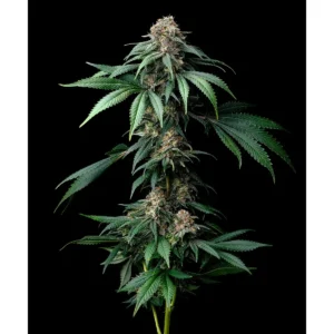 Barneys Farm Mendo Breath