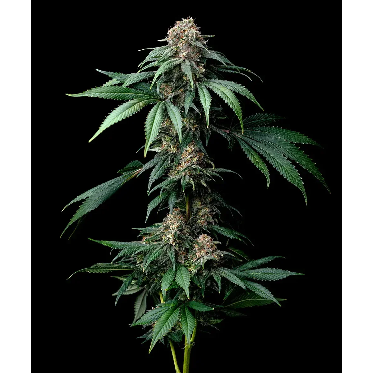 Barneys Farm Mendo Breath