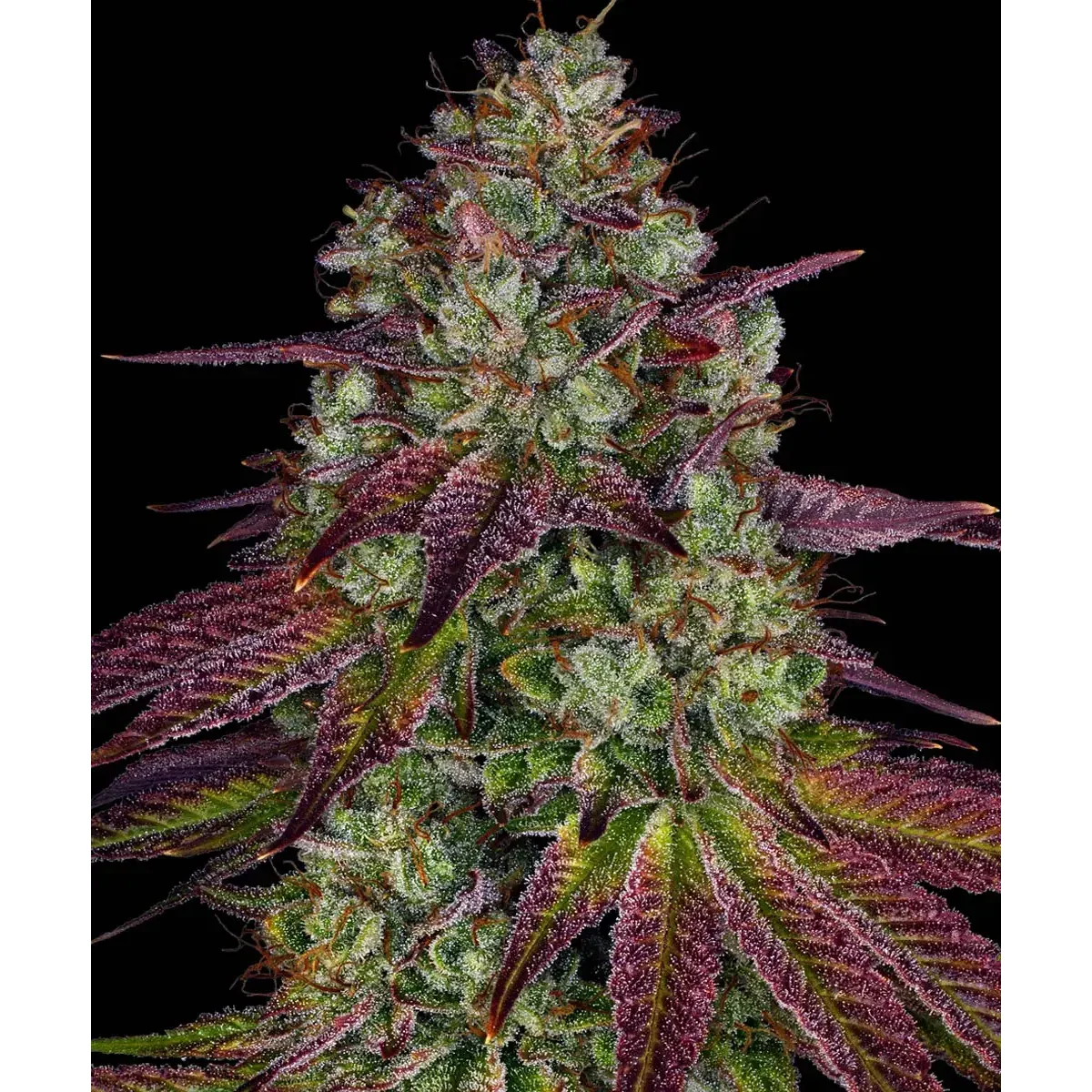 Barneys Farm Mimosa EVO 3er Pack