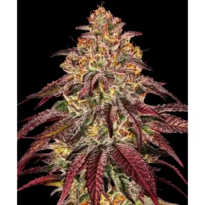 Barneys Farm Mimosa x Orange Punch Auto 3er Pack