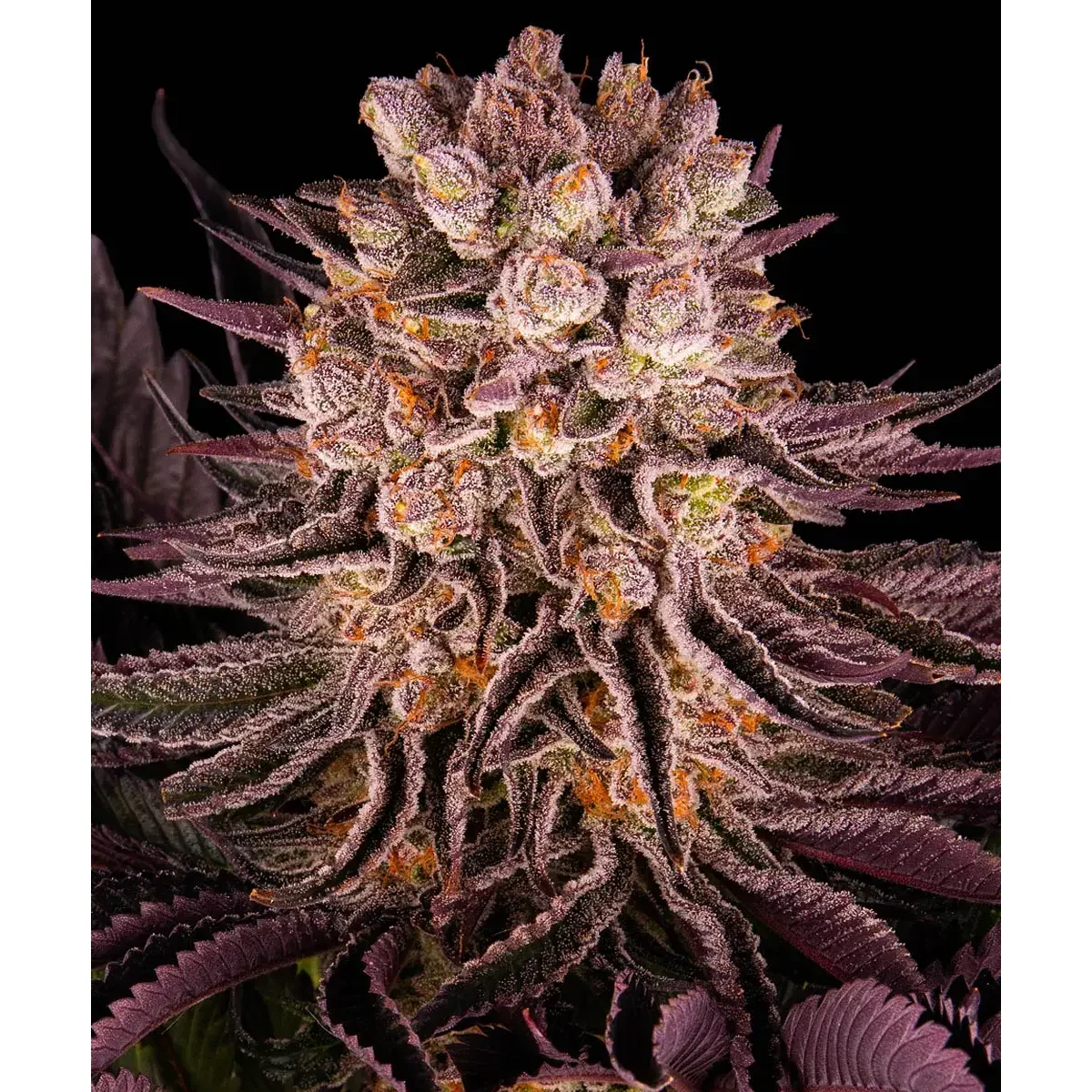 Barneys Farm Mimosa x Orange Punch 3er Pack