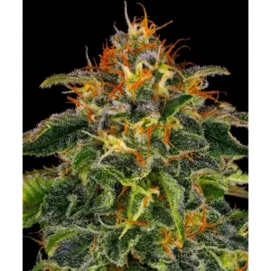 Barneys Farm Moby Dick 3er Pack