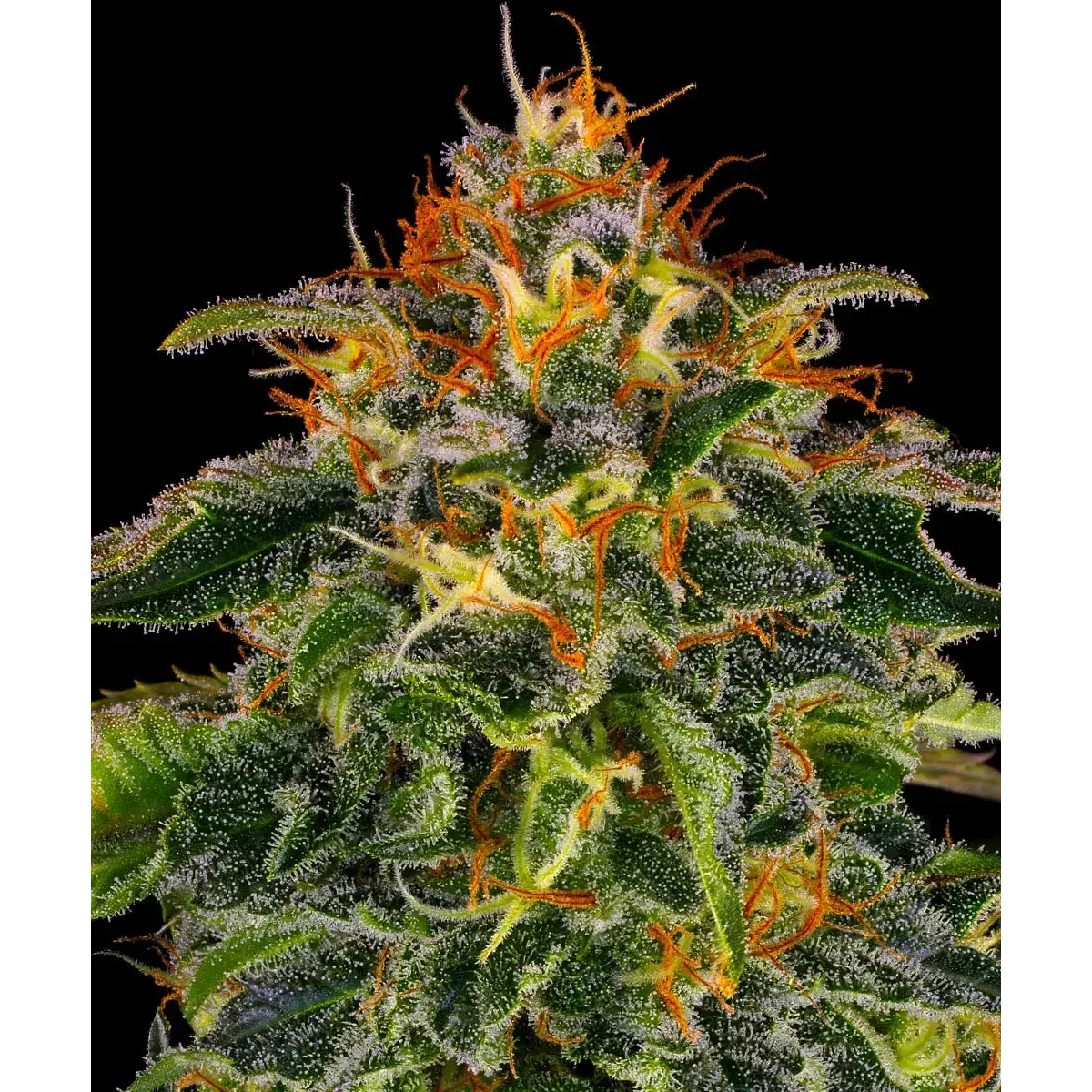 Barneys Farm Moby Dick 3er Pack