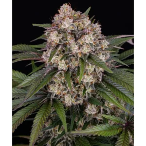 Barneys Farm OG Kush Auto 3er Pack