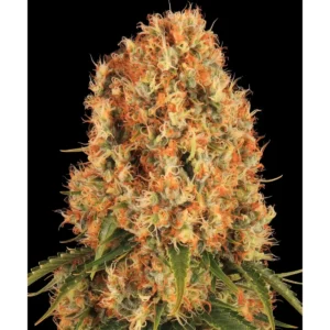 Barneys Farm Orange Sherbert
