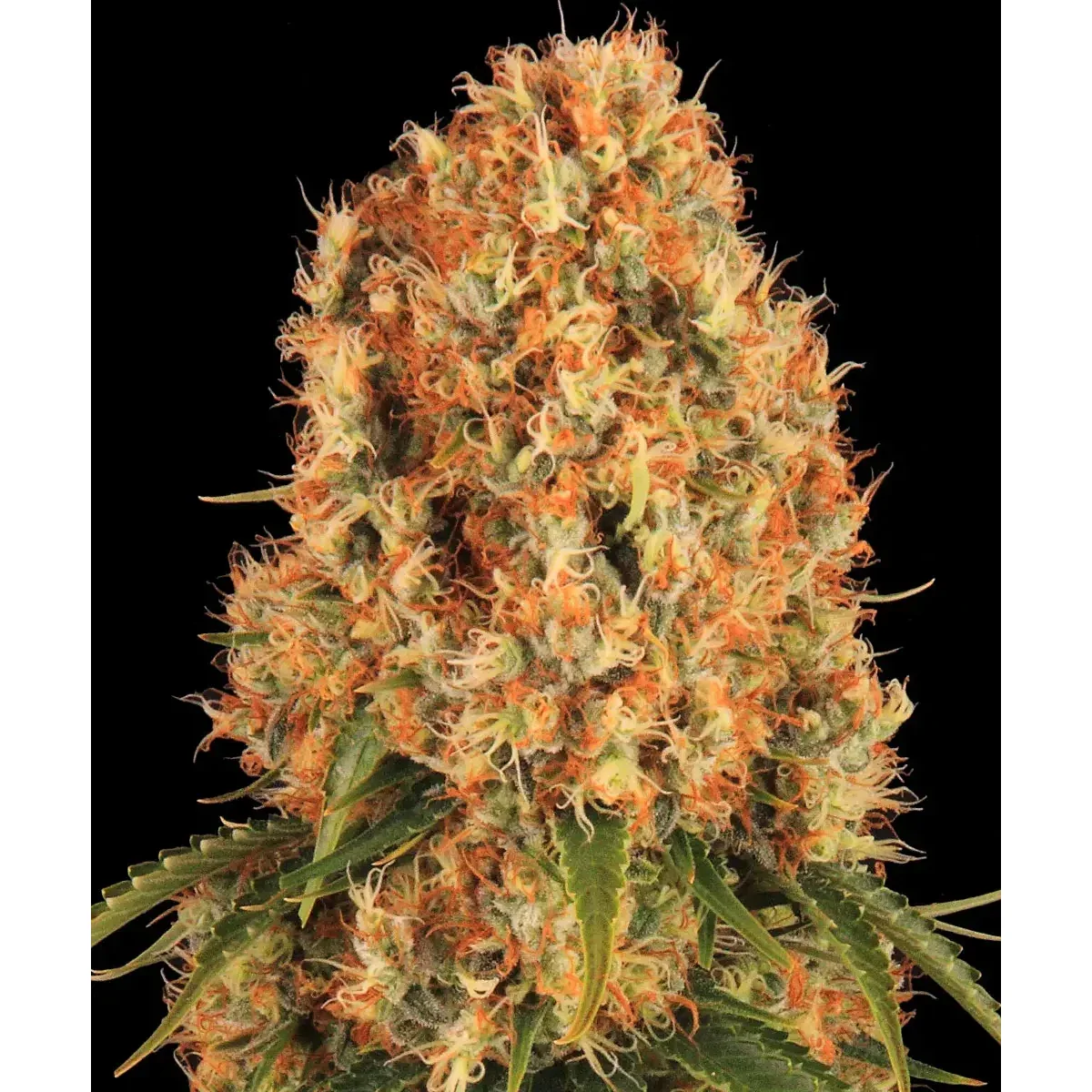 Barneys Farm Orange Sherbert