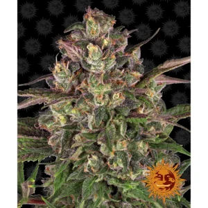 Barneys Farm Peyote Critical