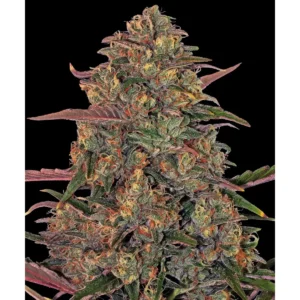 Barneys Farm Pineapple Chunk 3er Pack