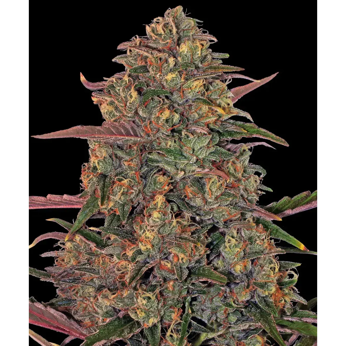 Barneys Farm Pineapple Chunk 3er Pack
