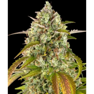 Barneys Farm Pineapple Express Auto 3er Pack