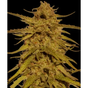 Barneys Farm Pineapple Haze Regular – 10 Samen