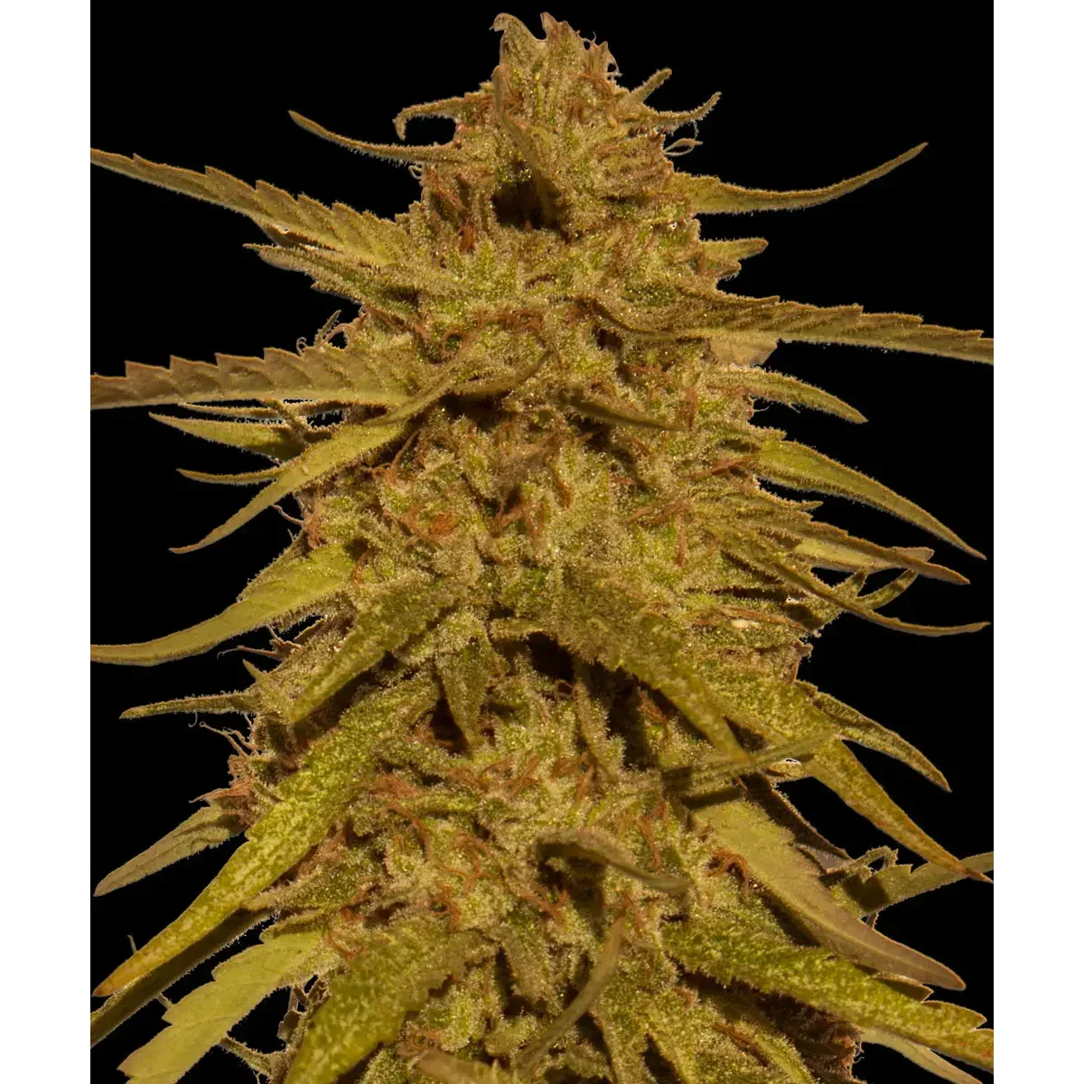 Barneys Farm Pineapple Haze Regular - 10 Samen