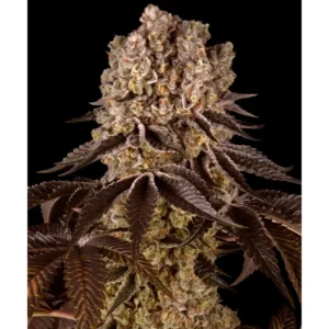 Barneys Farm Purple Punch