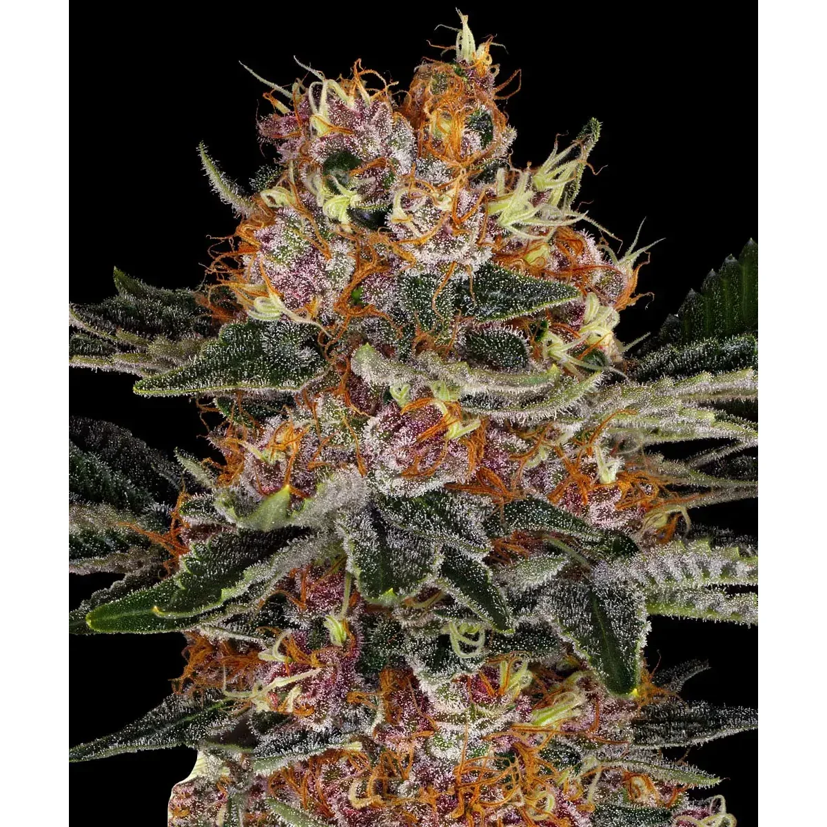 Barneys Farm Purple Punch Auto
