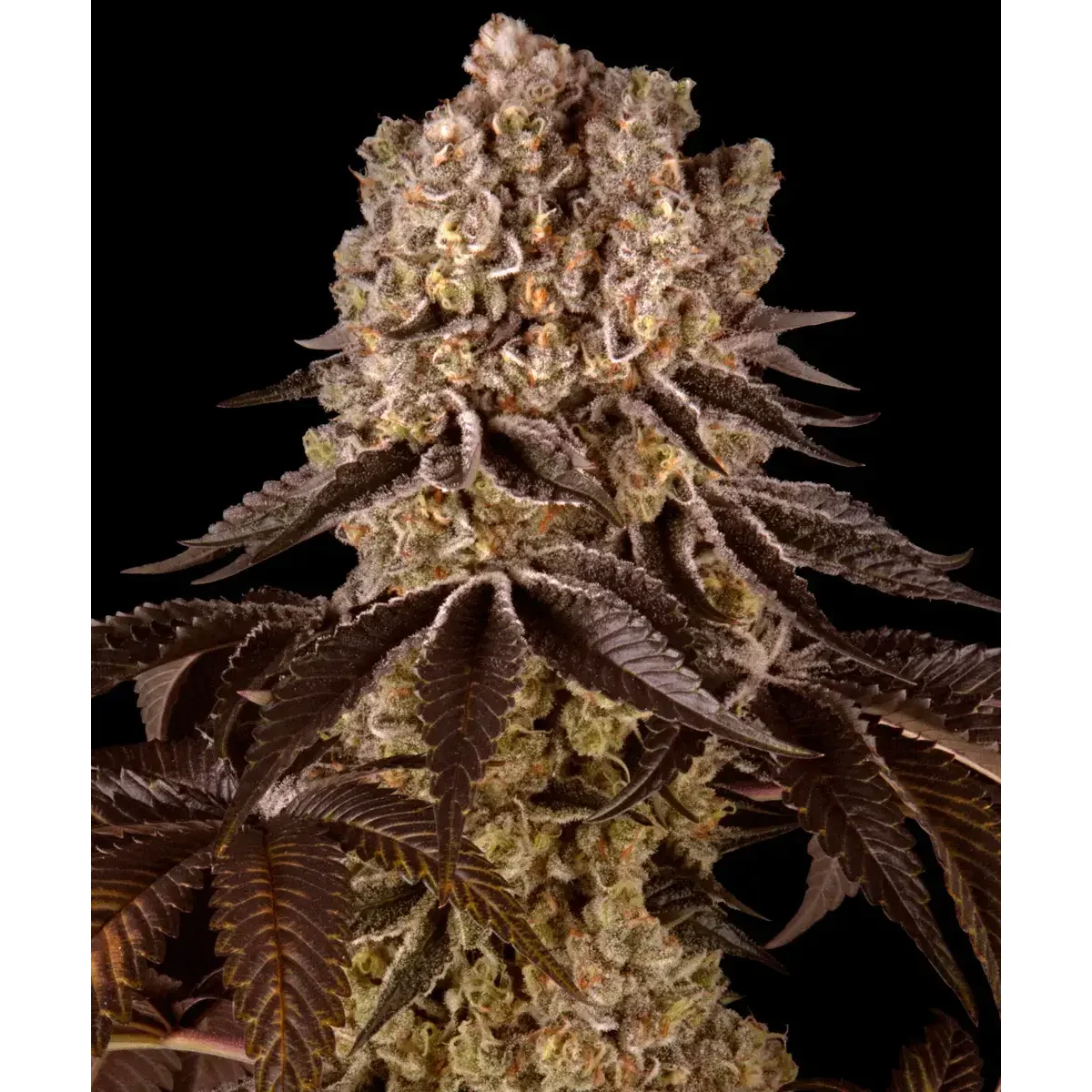 Barneys Farm Purple Punch