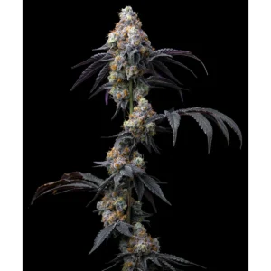 Barneys Farm Rainbow Sherbet