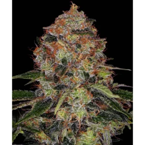 Barneys Farm Shiskaberry