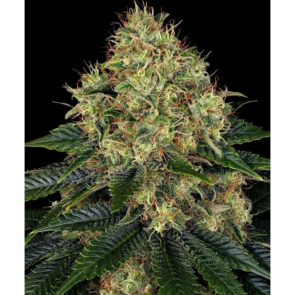 Barneys Farm Skywalker OG Auto 3er Pack