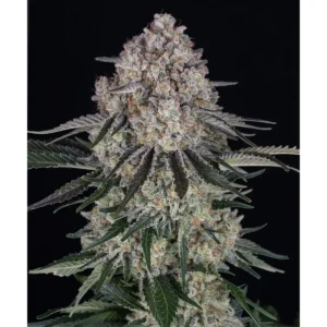 Barneys Farm Sour Diesel Auto 3er Pack