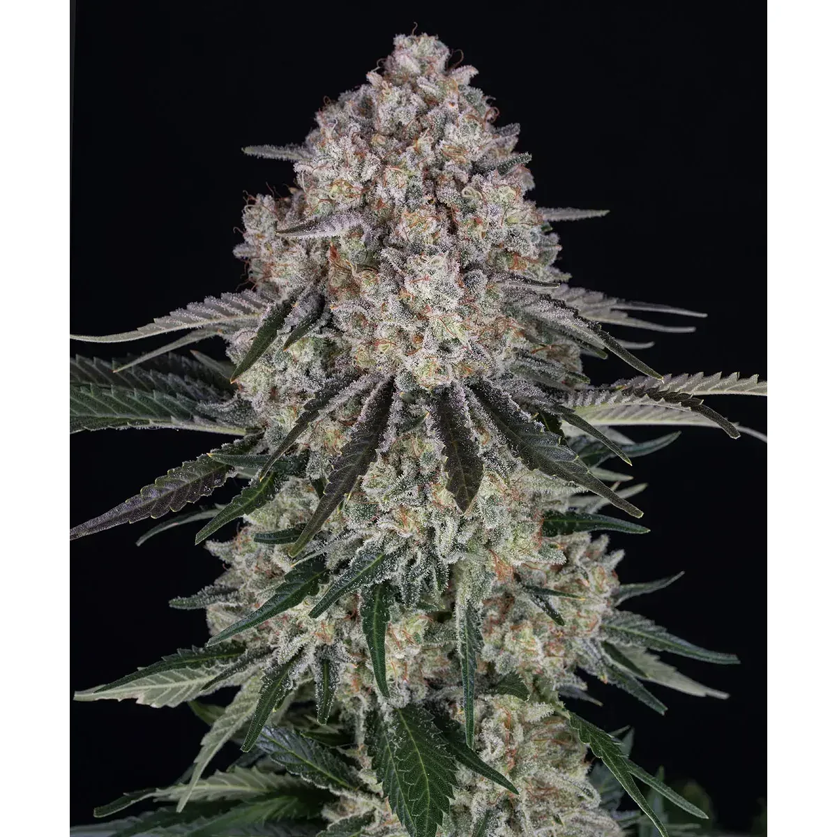 Barneys Farm Sour Diesel Auto 3er Pack