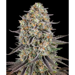 Barneys Farm Sour Strawberry 3er Pack