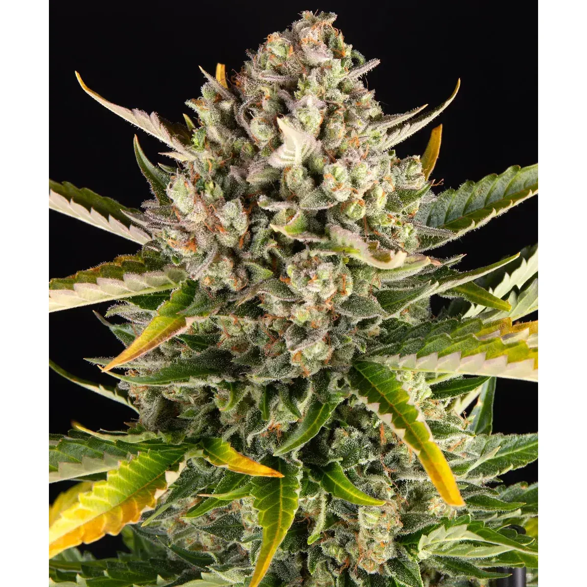 Barneys Farm Strawberry Cheescake Auto 3er Pack