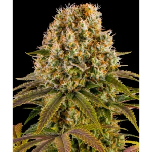 Barneys Farm Strawberry Lemonade 3er Pack