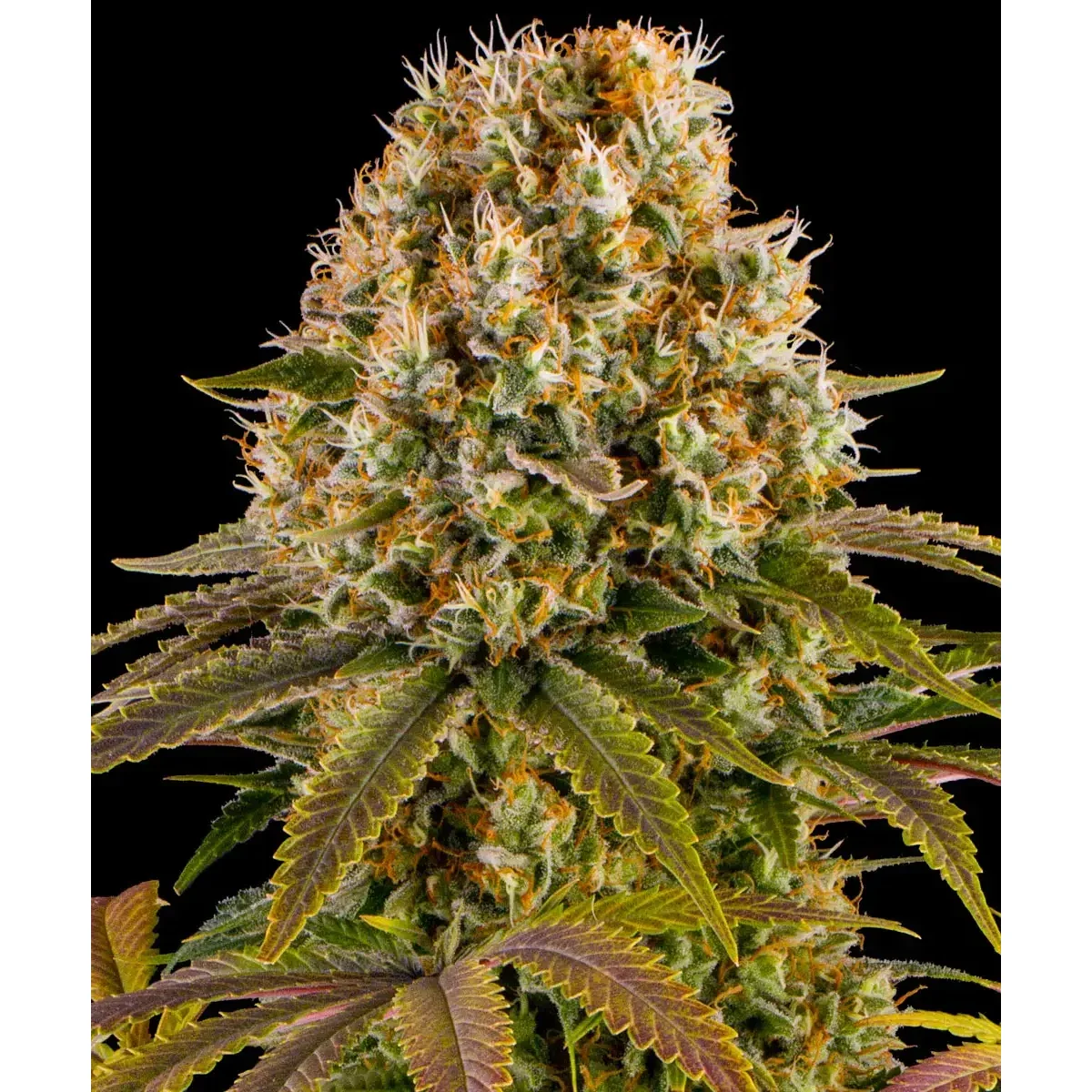 Barneys Farm Strawberry Lemonade 3er Pack