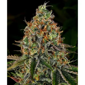Barneys Farm Tangerine Dream Auto 3er Pack