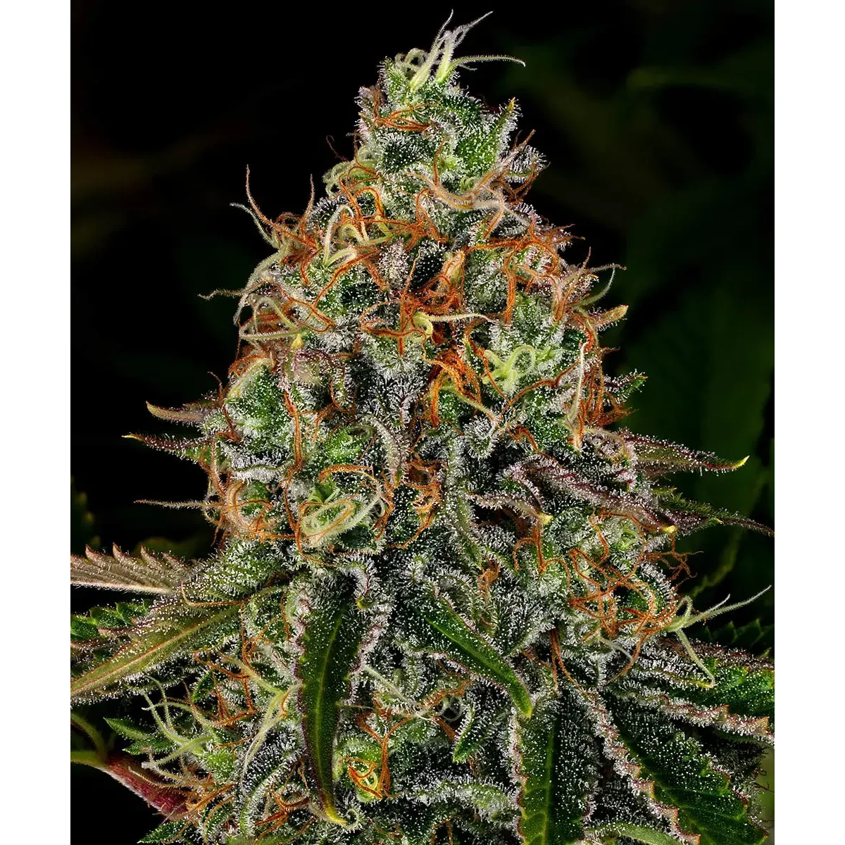Barneys Farm Tangerine Dream Auto 3er Pack