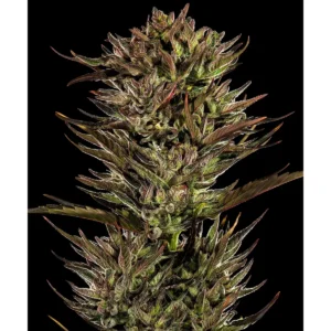 Barneys Farm Thin Mint x Sour Pinot Auto