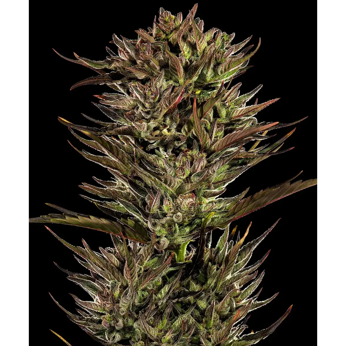 Barneys Farm Thin Mint x Sour Pinot Auto
