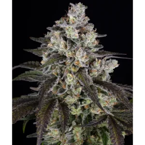 Barneys Farm Trainwreck 3er Pack