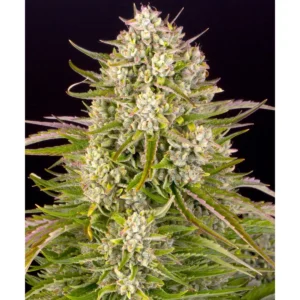 Barneys Farm Wedding Cake Auto 3er Pack