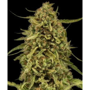 Barneys Farm Widow Remedy Regular – 10 Samen
