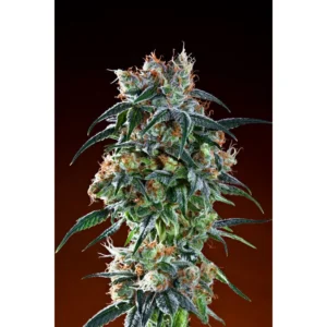Grand Daddy Genetics Bay 11 regulär – 10 Samen