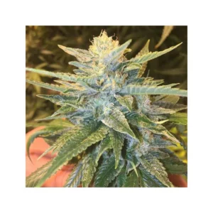 Grand Daddy Genetics Bay Lotus regulär – 10 Samen