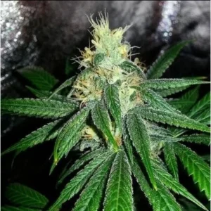 Grand Daddy Genetics Berry Larry regulär – 10 Samen