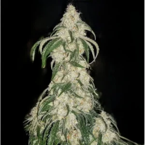 Ethos Genetics Big Fat n‘ Fruity R1 feminisiert – 5 Samen