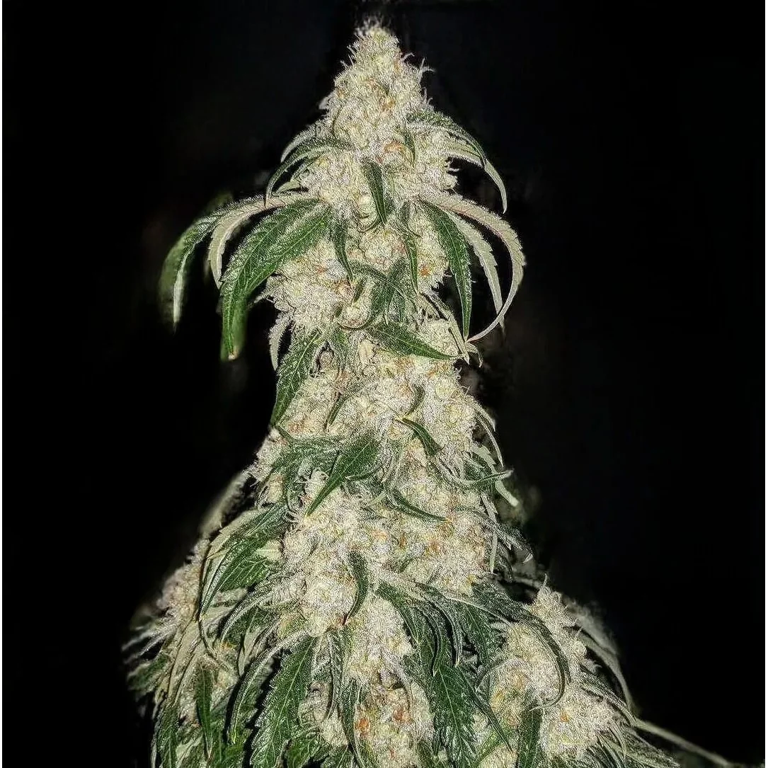 Ethos Genetics Big Fat n' Fruity R1 feminisiert – 5 Samen