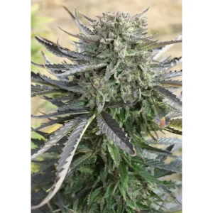 Dutch Passion Blue Auto Mazar – 3 Samen