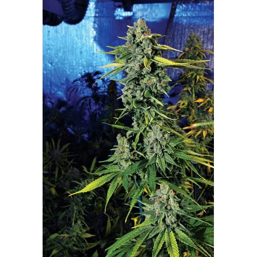 The Cali Connection Blue Dream Haze feminisiert – 6 Samen