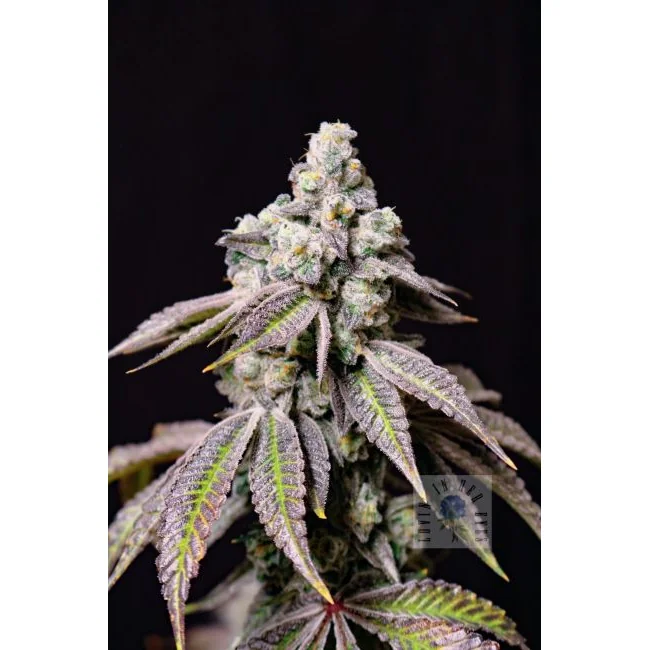 Lovin' In Her Eyes Blueberry Fudge feminisiert – 5 Samen