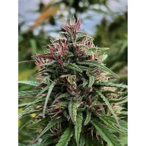 The Cali Connection Boax-Hindu CBD feminisiert – 6 Samen