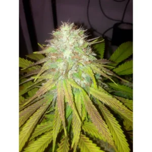 The Cali Connection Boss Hogg Auto autoflowering – 6 Samen