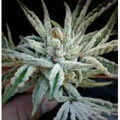 The Cali Connection Buddha Tahoe OG feminisiert – 6 Samen