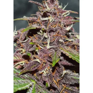 Dutch Passion CBD Auto Blackberry Kush 3er Pack