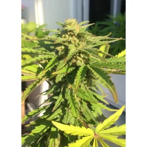Dutch Passion CBD Auto White Widow 3er Pack