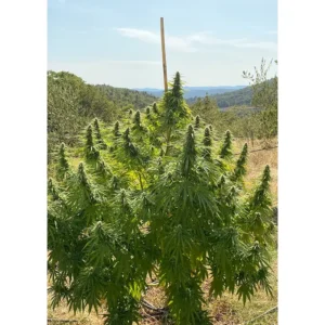 Dutch Passion CBD Charlotte’s Angel Feminisiert 3er Pack