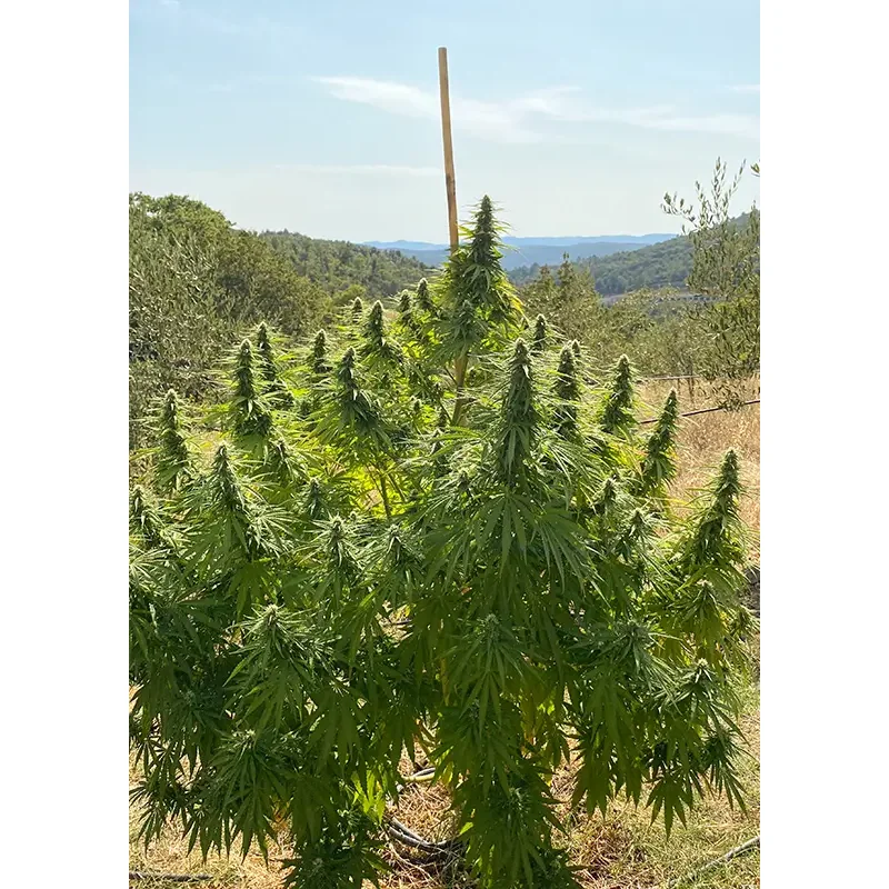 Dutch Passion CBD Charlotte's Angel Feminisiert 3er Pack